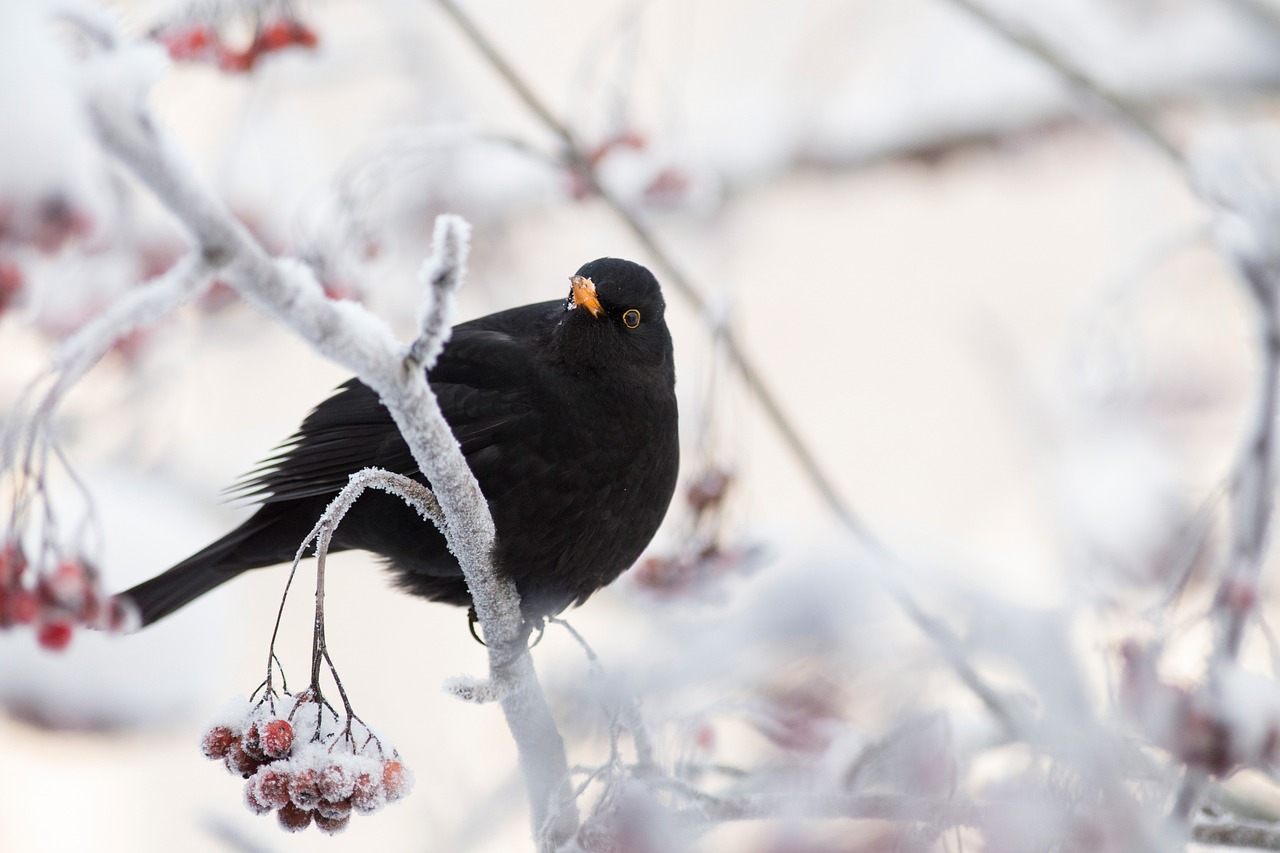blackbird-5810073_1280
